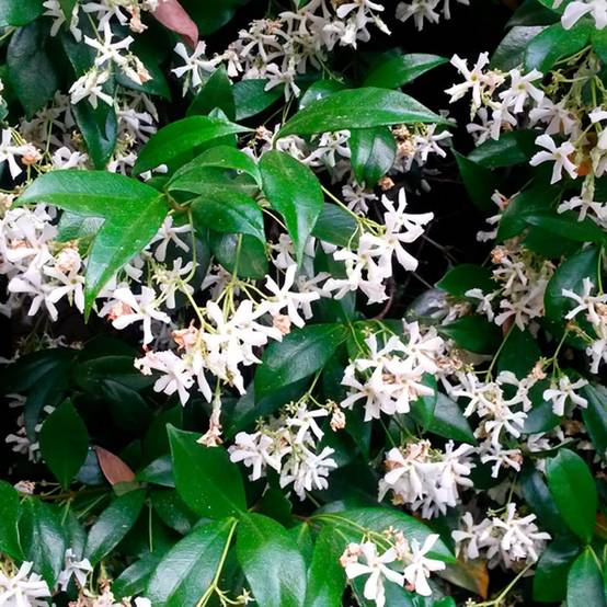 Trachelospermum jasminoides - Jasmin étoilé - Image 2
