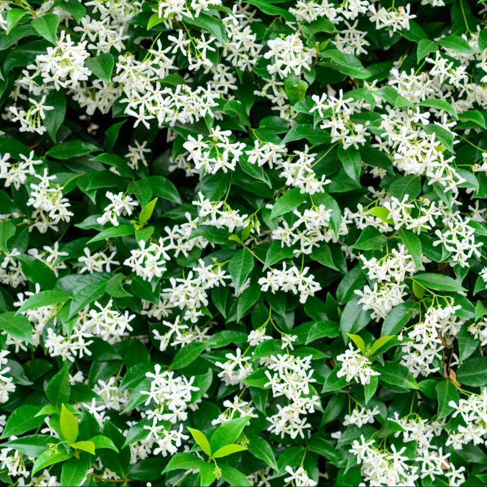 Trachelospermum jasminoides - Jasmin étoilé - Image 6