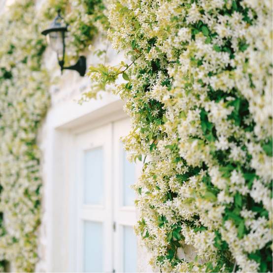Trachelospermum jasminoides - Jasmin étoilé - Image 4