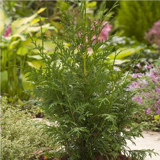 Thuja Gelderland - Image 2