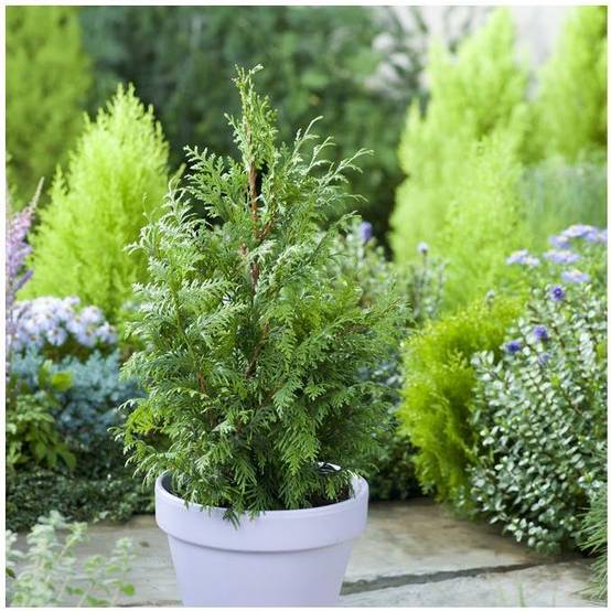 Thuja Gelderland - Image 3