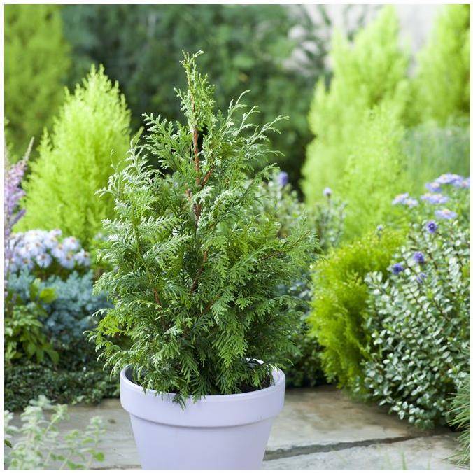 Thuja Gelderland - Image 3