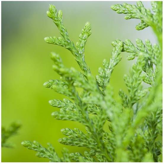 Thuja Gelderland - Image 1