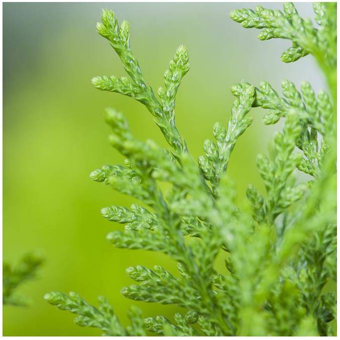 Thuja Gelderland