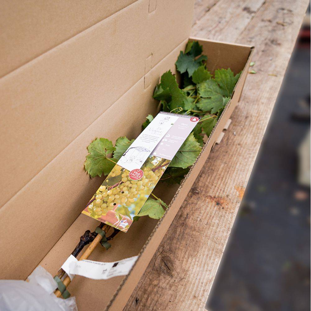 Vigne 'Chasselas doré' - Image 2