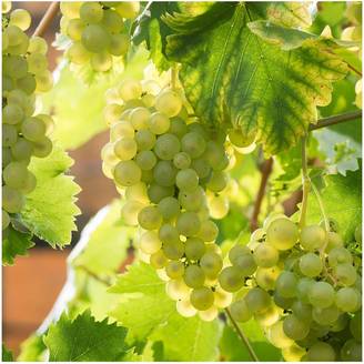 Vigne 'Chasselas doré'