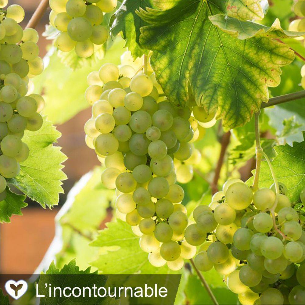 Vigne 'Chasselas doré' - Image 4