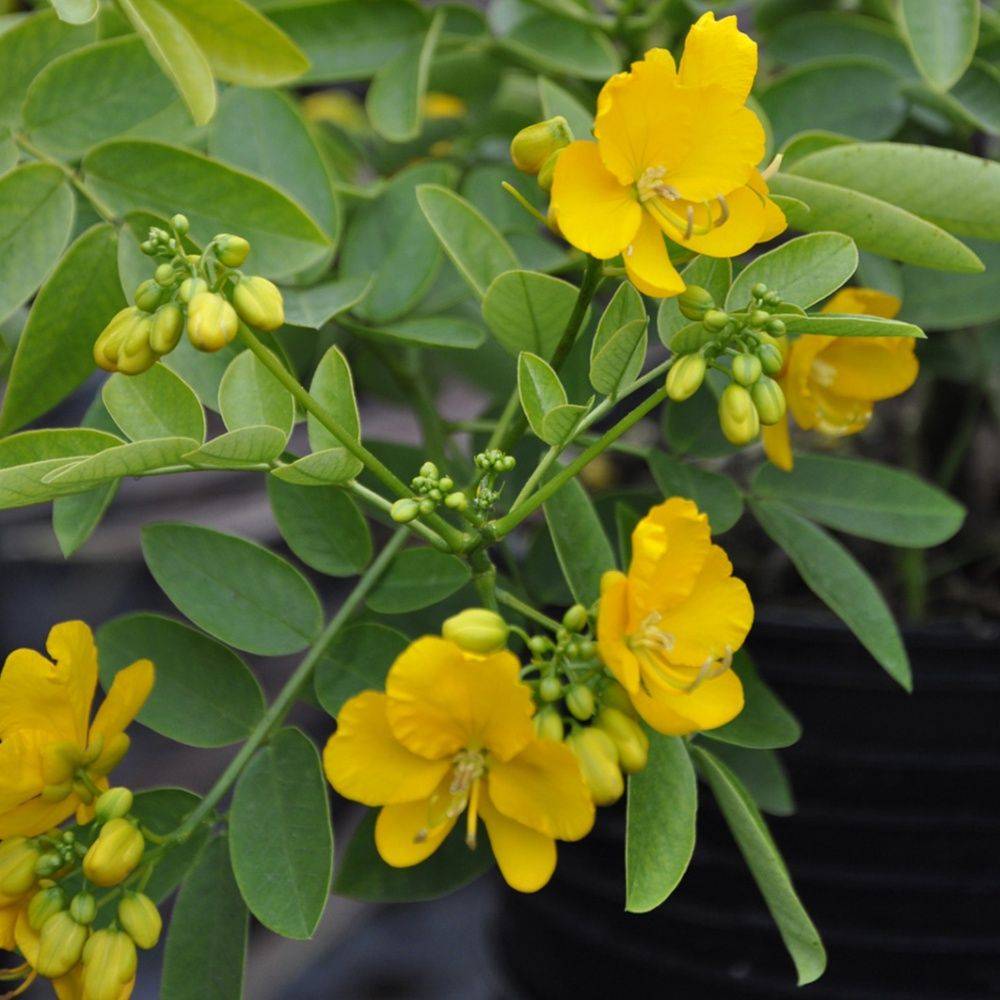 Cassia corymbosa