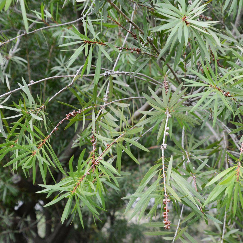 Callistemon Rince-bouteille Perth pink - Image 4