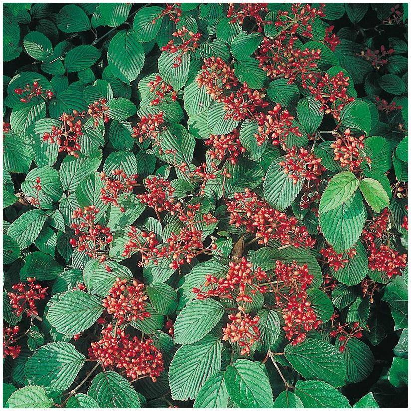 Viorne de Chine - Viburnum plicatum - Image 4