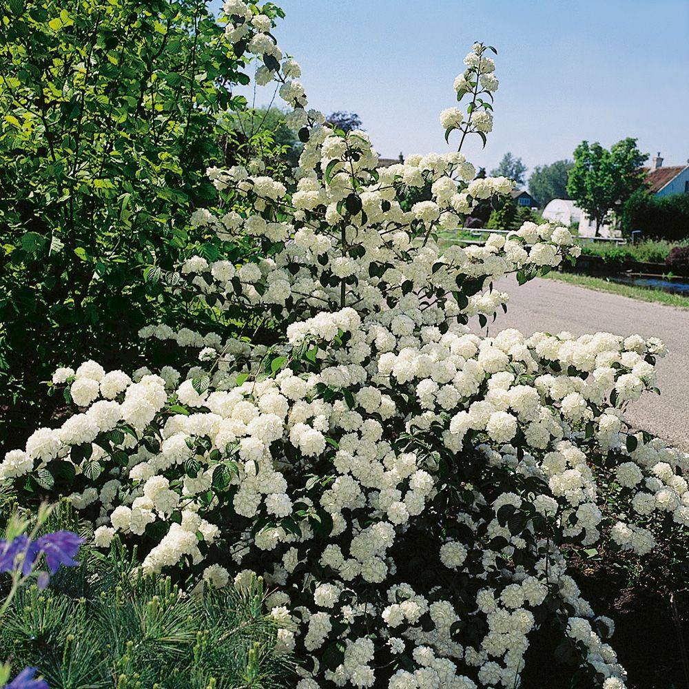 Viorne de Chine - Viburnum plicatum - Image 3