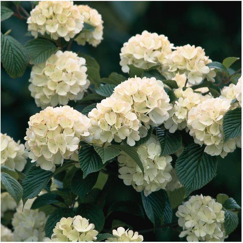 Viorne de Chine - Viburnum plicatum - Image 1