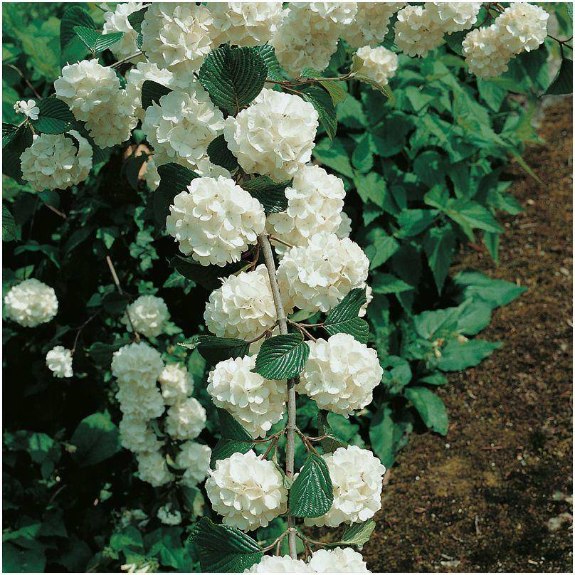 Viorne de Chine - Viburnum plicatum - Image 5