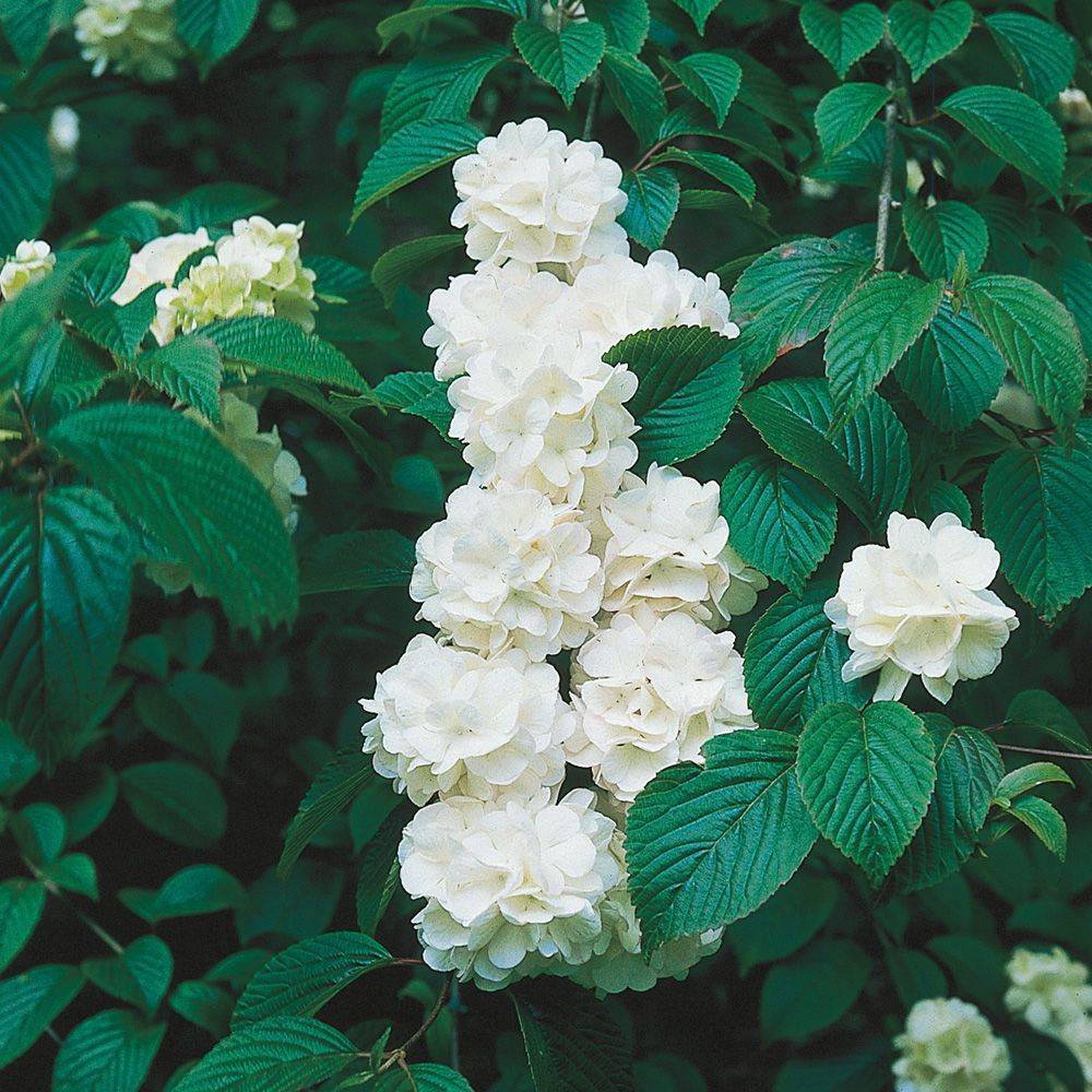 Viorne de Chine - Viburnum plicatum - Image 2