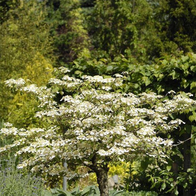 Viorne de Chine - Viburnum plicatum - Image 6