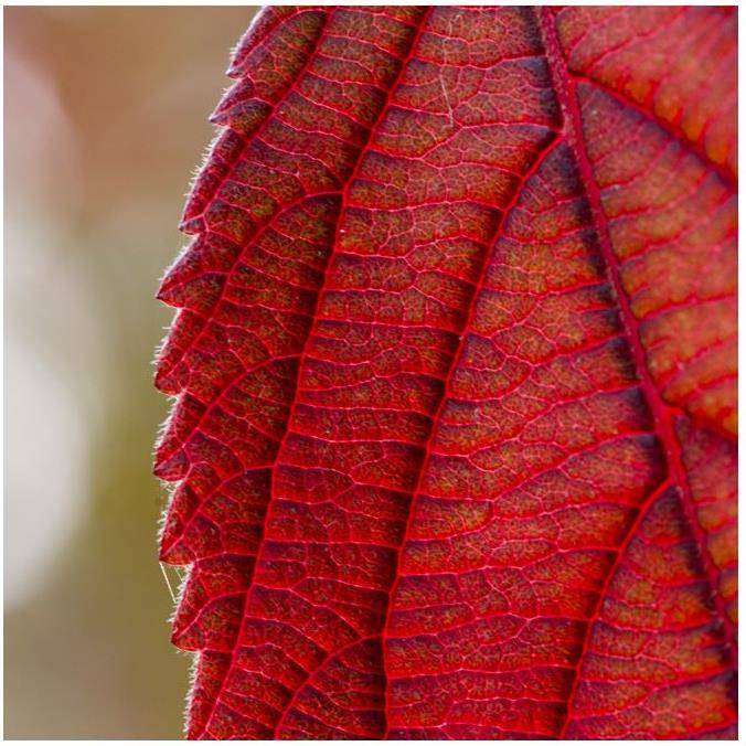 Viorne de Chine - Viburnum plicatum - Image 7