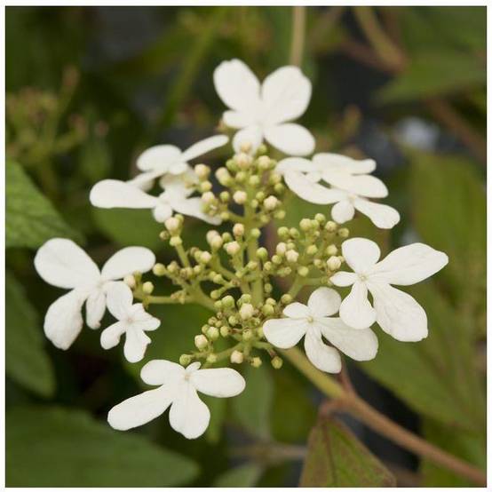 Viorne ou Viburnum plicatum 'Watanabe' - Image 3