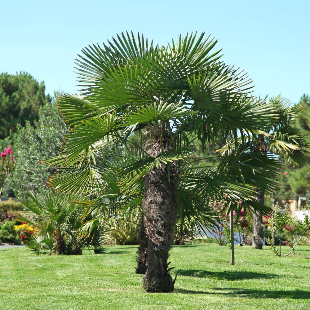 Palmier à chanvre - Image 4