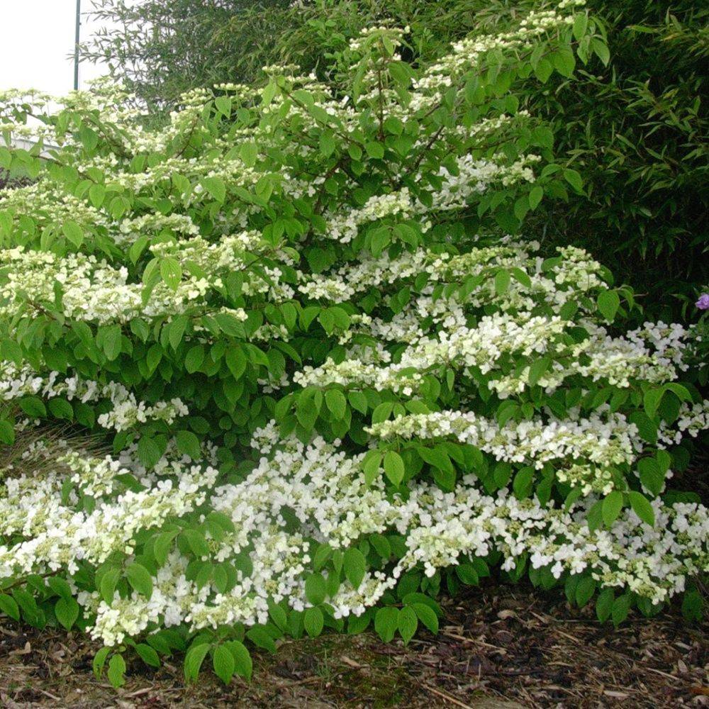 Viorne de chine 'Lanarth'