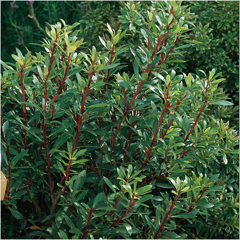 Drymis aromatica Mâle - Image 1