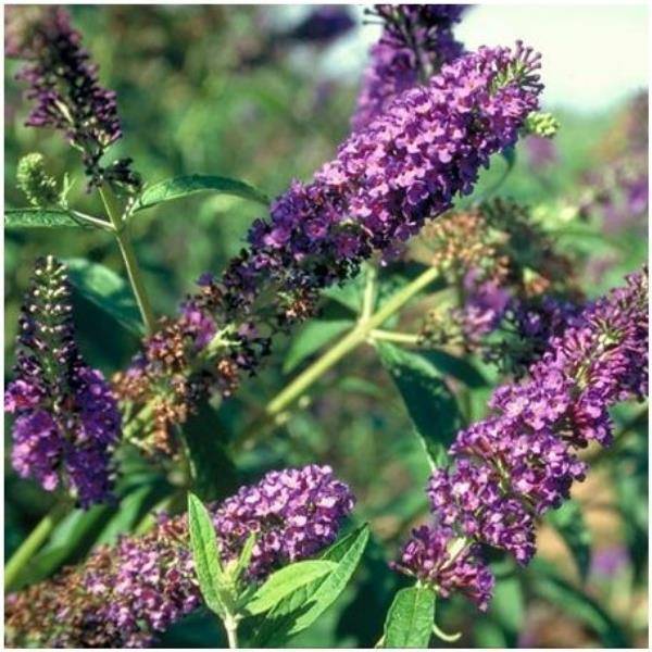 Arbre aux papillons 'Empire Blue'