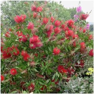 Rince-bouteille Callistemon laevis
