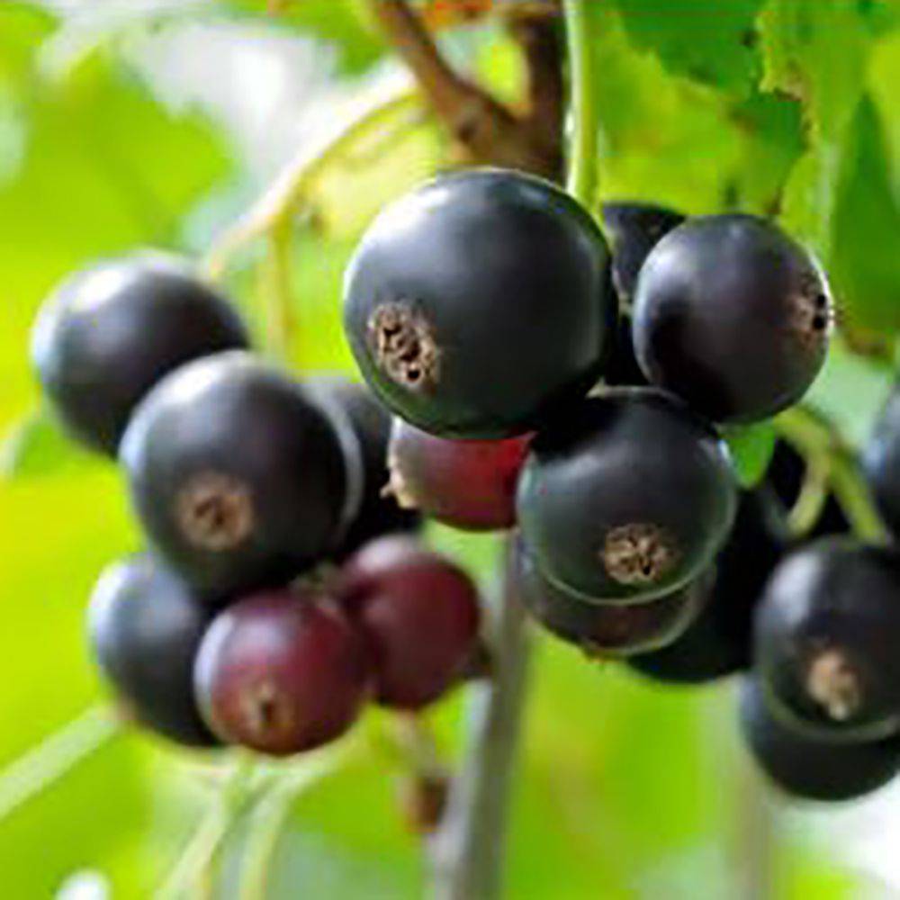 Cassissier 'Little Black Sugar'®