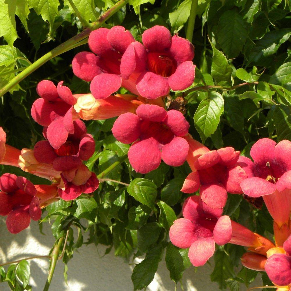 Bignone radicans 'Atropurpurea'