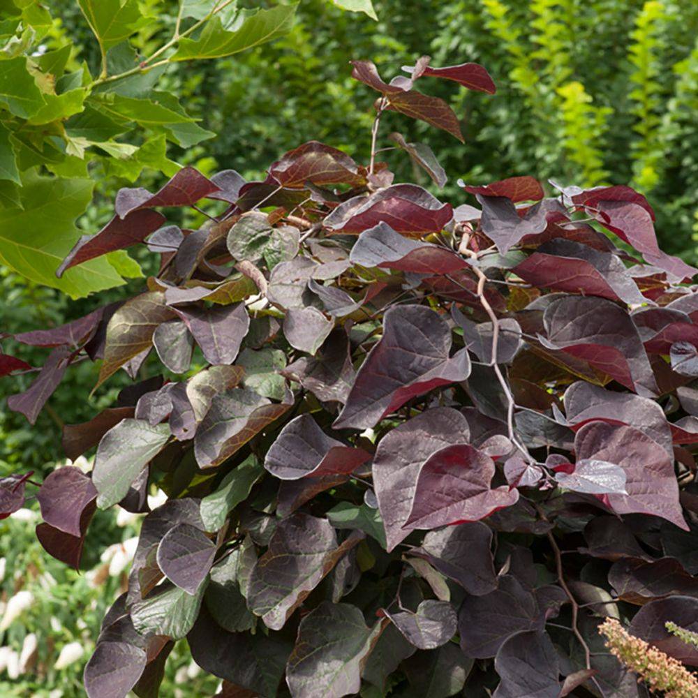 Arbre de Judée Ruby falls - Cercis - Image 3