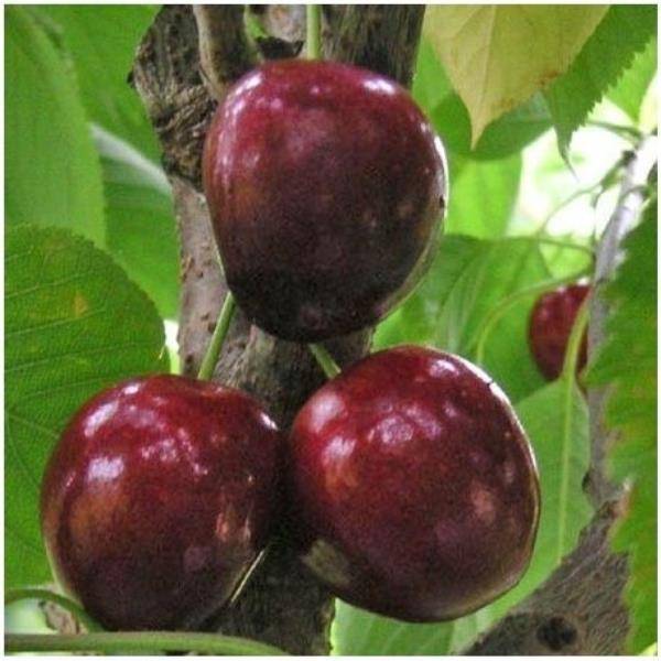CERISIER bigarreau 'Noire de Meched' CHOIX1 GOB-3ANS C10L - Image 1
