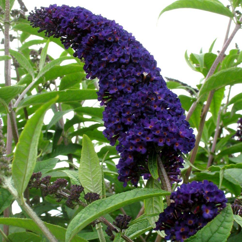 Arbre aux papillons 'Black Knight'