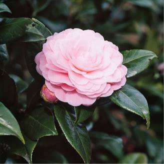Camélia 'Nuccio's Caméo'