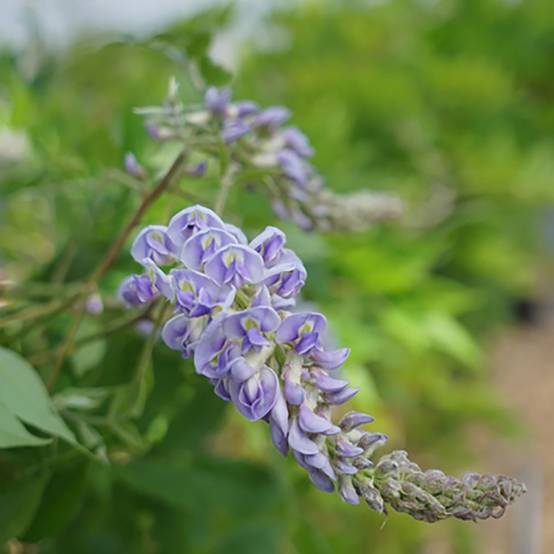 Glycine Magnifica