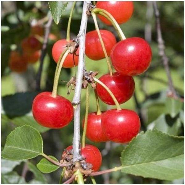 Cerisier autofertile griotte de Montmorency