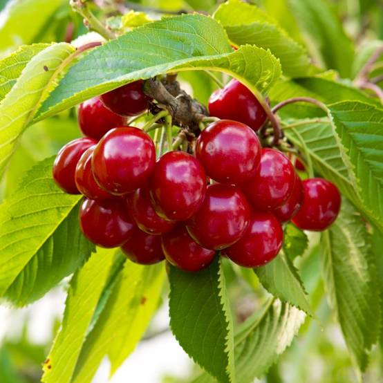 Cerisier autofertile 'Belle Magnifique' : taille en gobelet en pot - Image 1