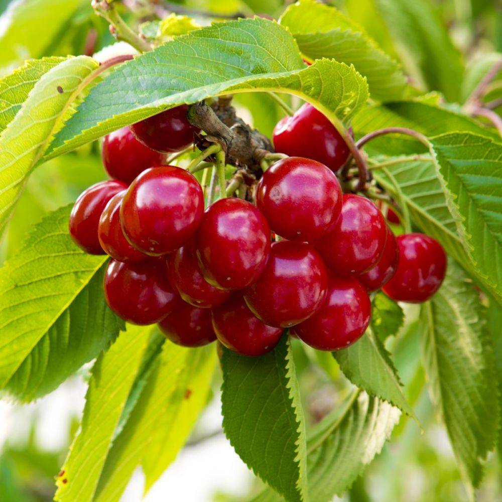 Cerisier autofertile 'Belle Magnifique' : taille en gobelet en pot - Image 1