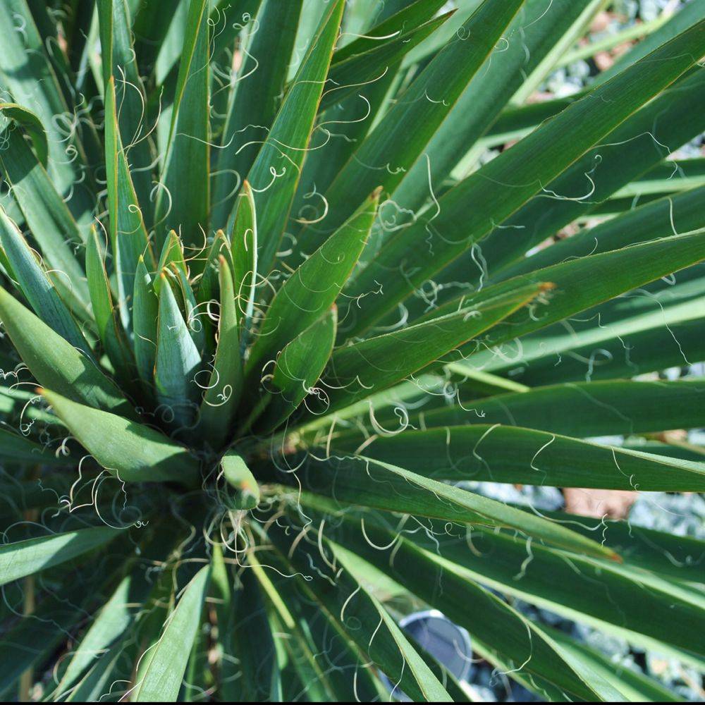 Yucca filamenteux