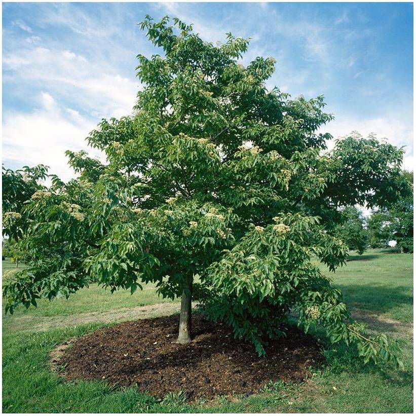 Arbre à miel - Evodia