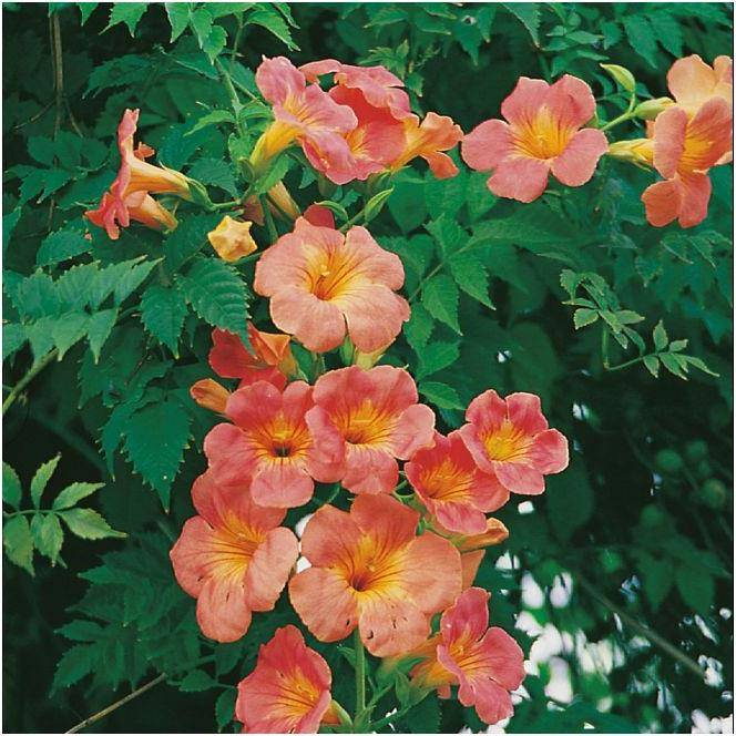 Bignone grandiflora - Image 2