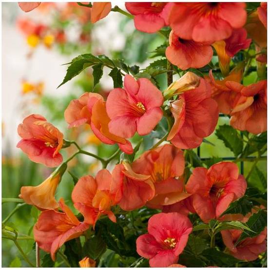 Bignone grandiflora - Image 1