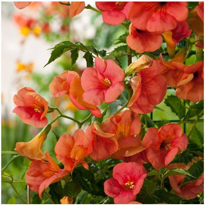 Bignone grandiflora
