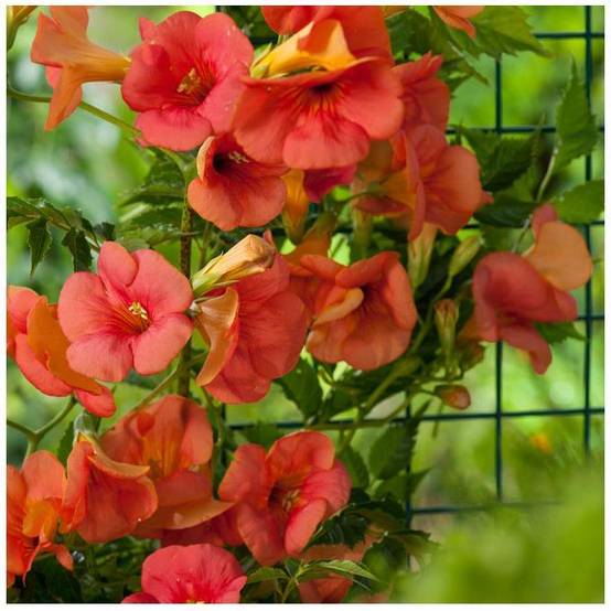 Bignone grandiflora - Image 3