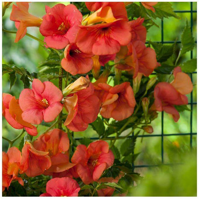 Bignone grandiflora - Image 3