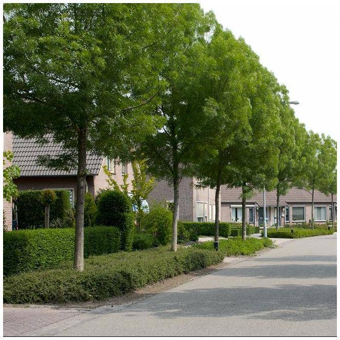 Frêne 'Raywood' - Image 5