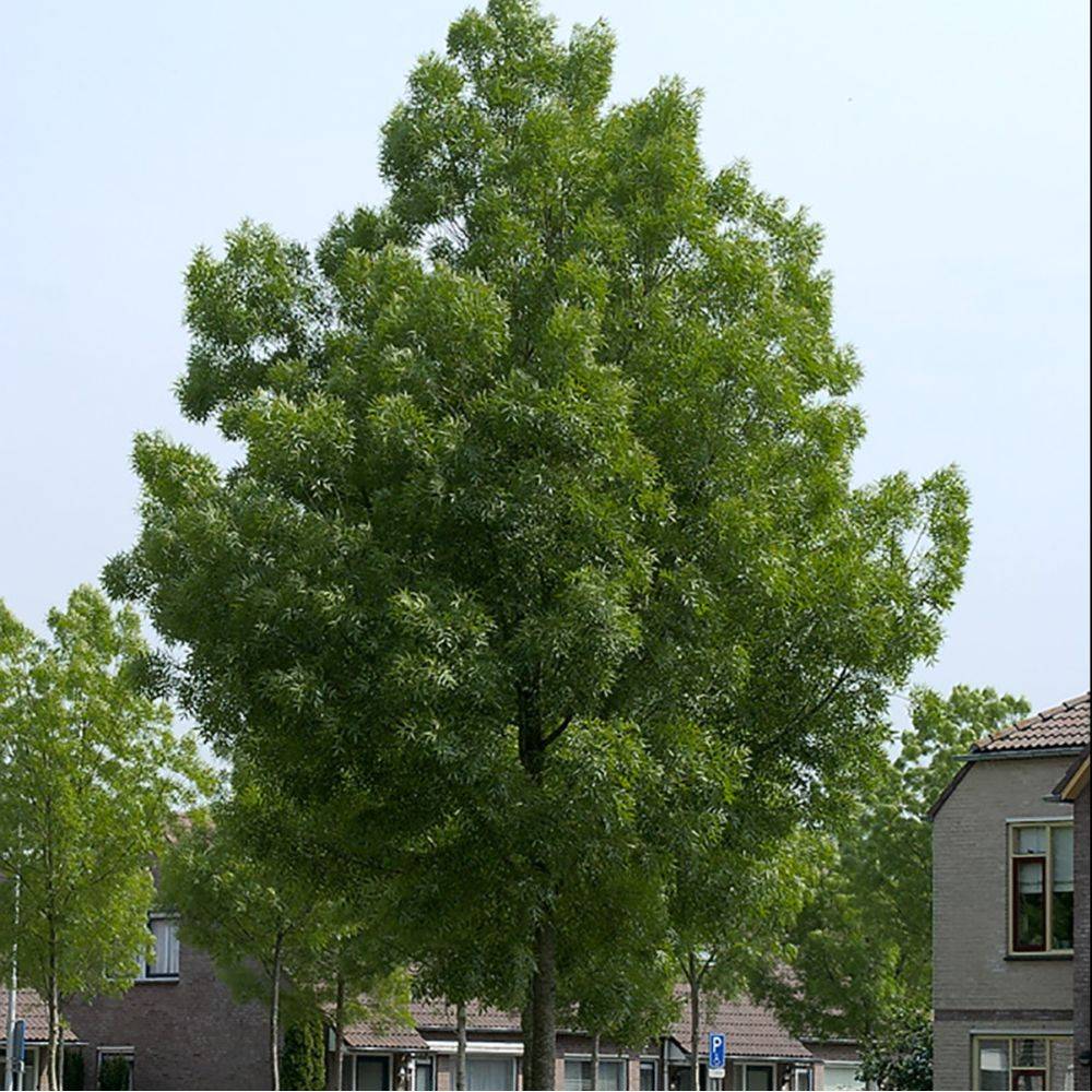 Frêne 'Raywood' - Image 4