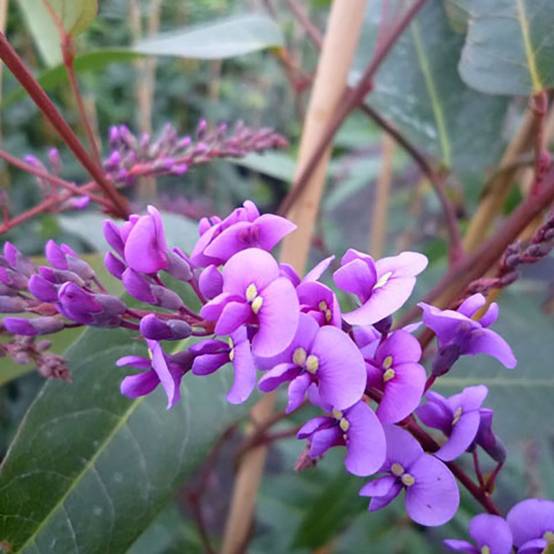 Hardenbergia violacea