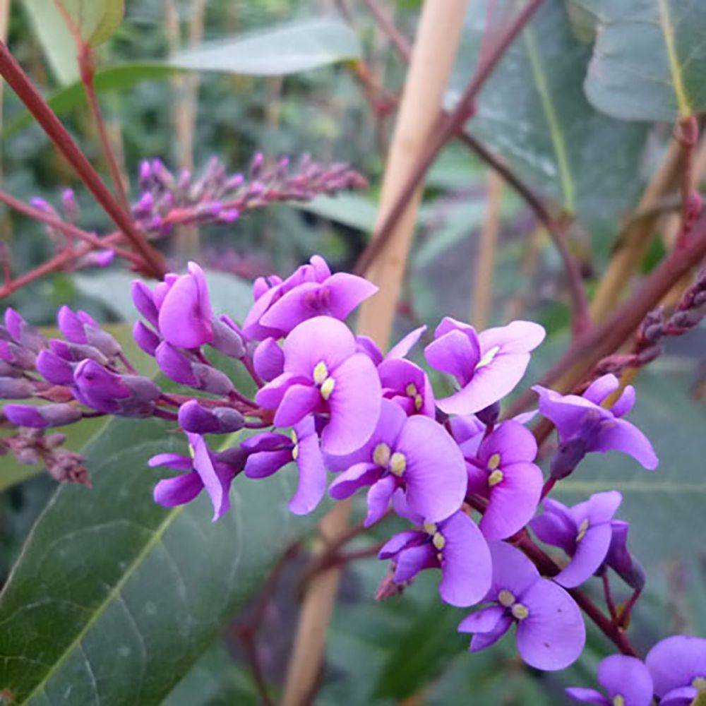 Hardenbergia violacea