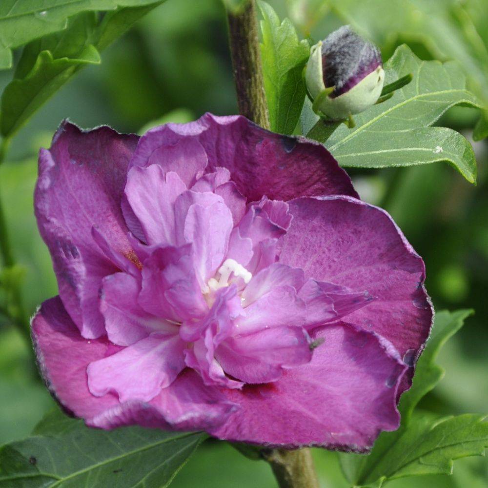 Hibiscus syriacus 'Purple ruffles'