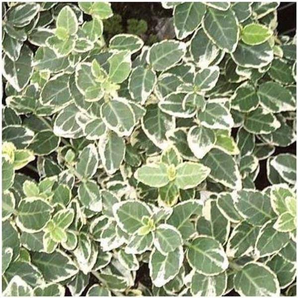 Fusain fortunei 'Emerald Gaiety'