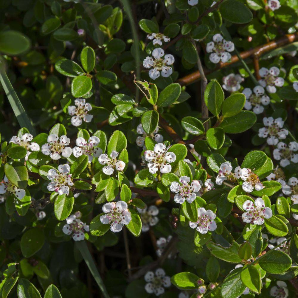 Cotoneaster horizontalis - Image 4